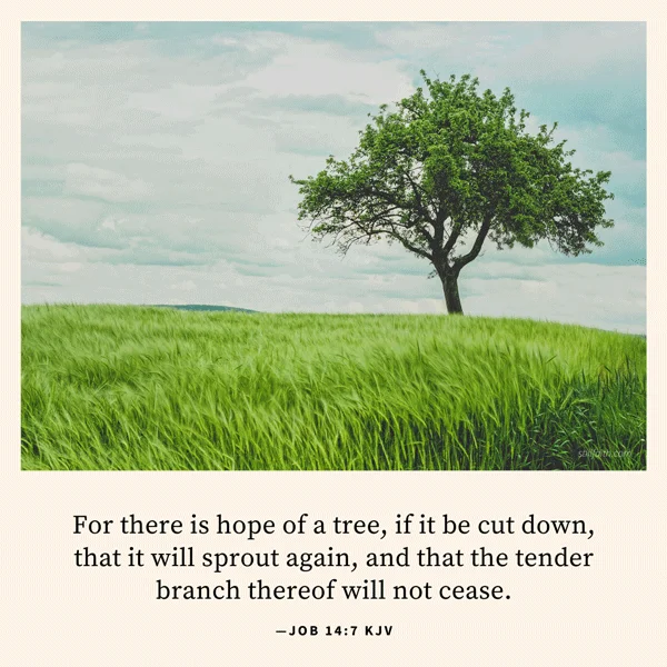Job 14:7 KJV Image