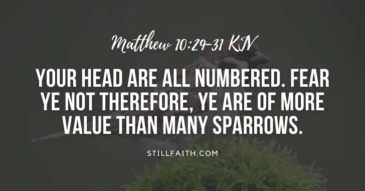 100 Bible Verses about Sparrows