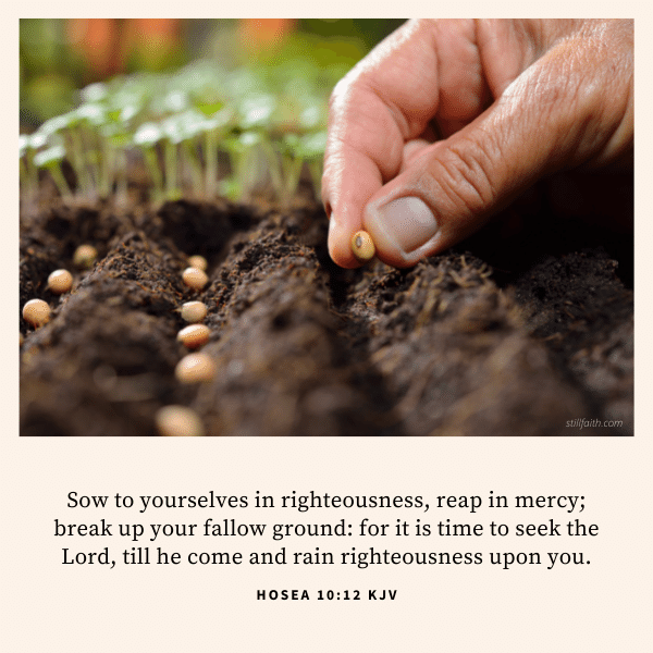 Hosea 10:12 KJV Image